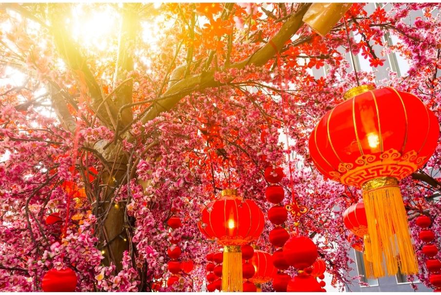 red lanterns hang from cherry blossom tree