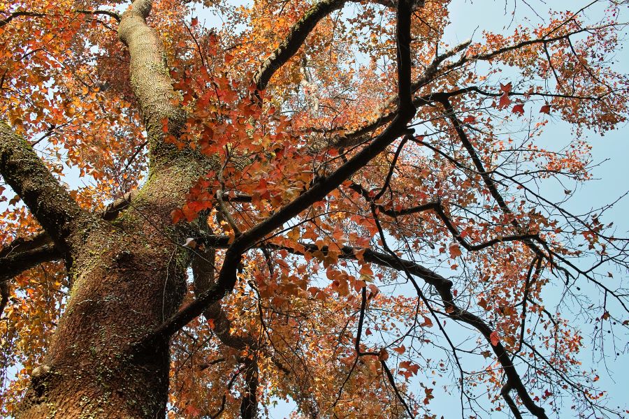 tai po kau nature reserve red leaves hong kong