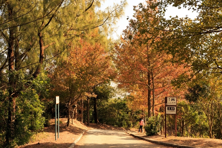tai tong sweet gum woods hong kong red leaves