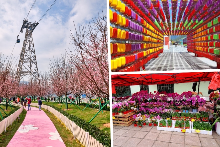 tat tung road garden during cherry blosoom season, and the chinese new year fair