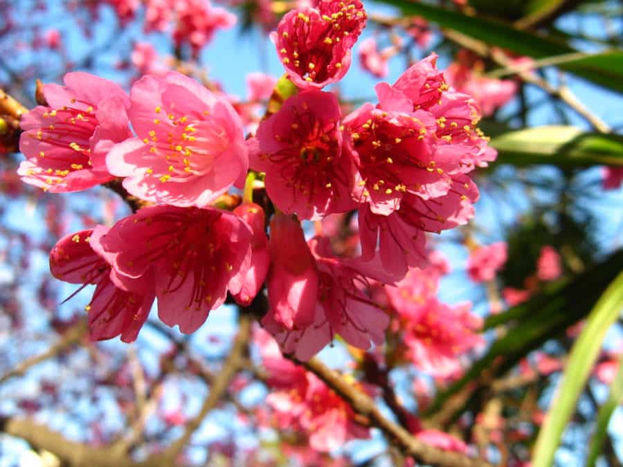 Taiwan cherry in Hong Kong Velodrome Park