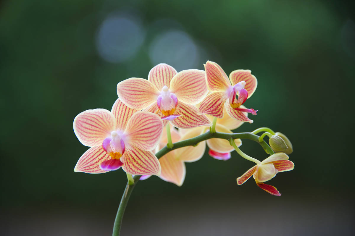 Orchids chinese new year flower
